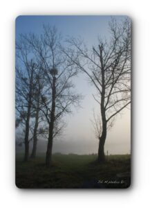 12493965 1036637163045554 761556