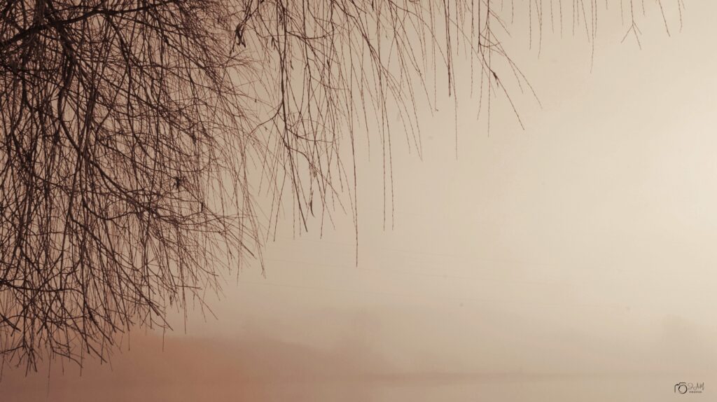 L'arbre et la brume